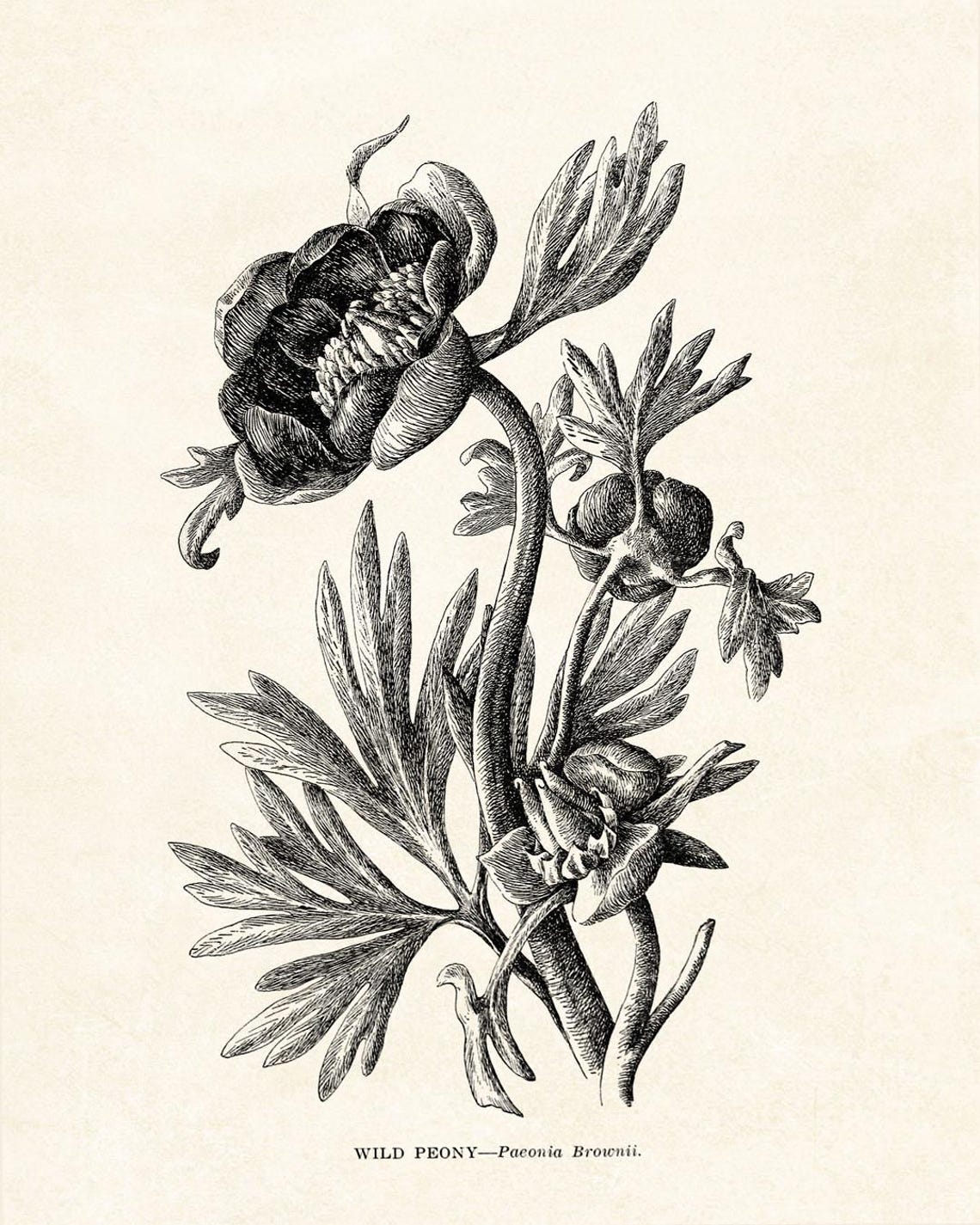Wild Peony Botanical Vintage Line Art Drawing Elegant Wall Art - Image 2