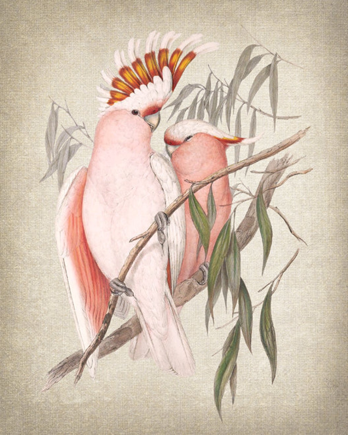Pink Cockatoo Pair Vintage Bird Illustration Exotic Nature Art Print - Image 2