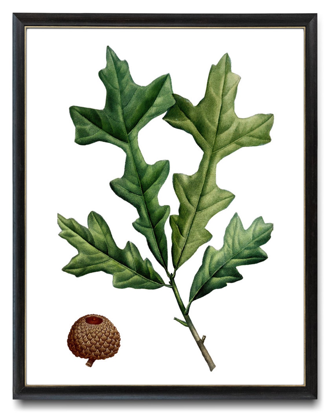 Overcup Oak Leaves Acorn Cup Vintage Botanical Illustration Print - Image 3