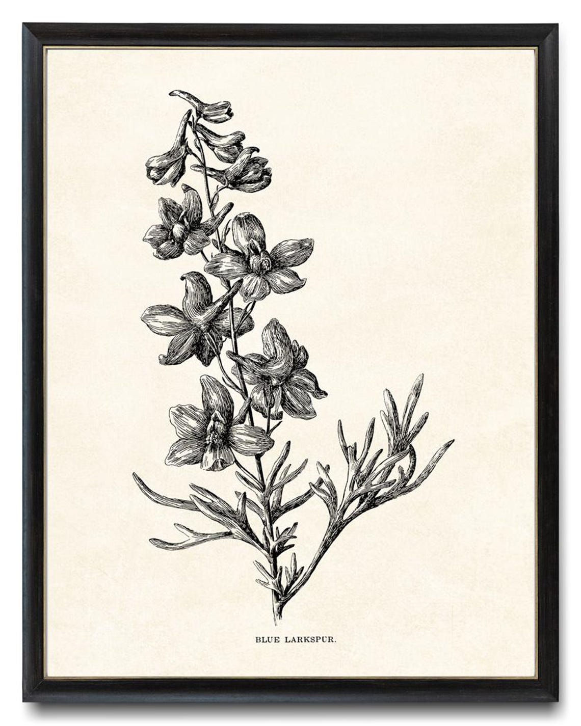 Blue Larkspur California Wildflower Vintage Line Art Drawing Wall Art