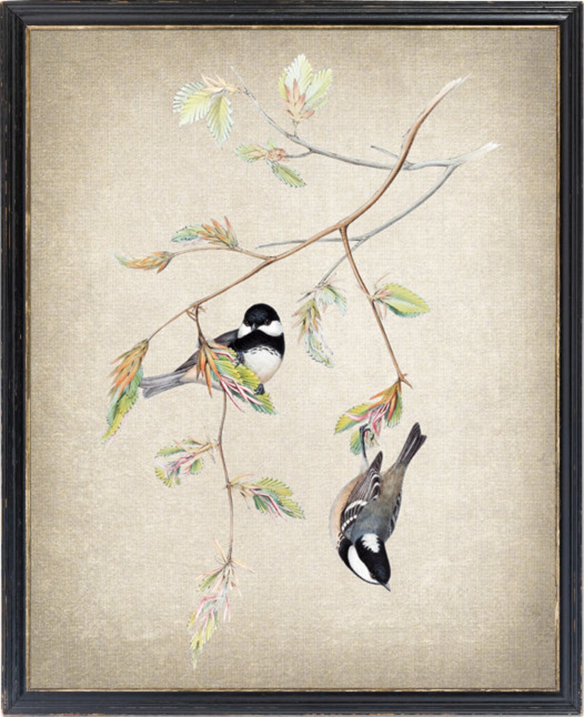Bird and Botanical Coal Tit Vintage Illustration Art Print