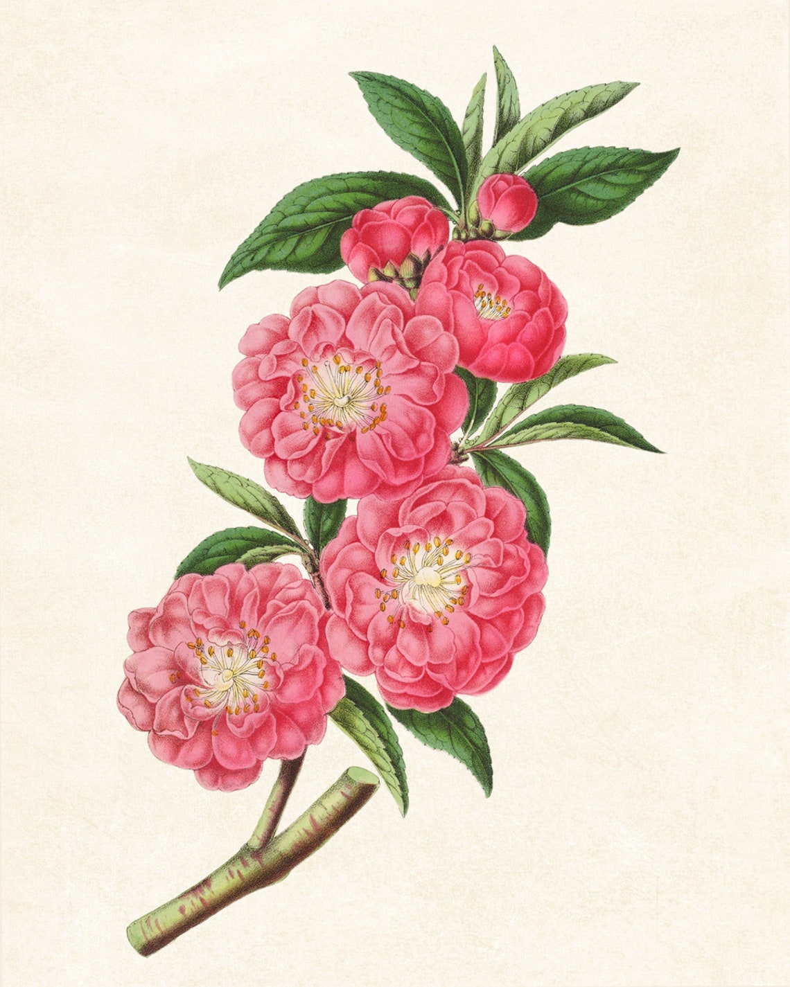 Rose Flowered Peach Botanical Print Vintage Illustration Peach Tree Blossoms Wall Art Instant - Image 3