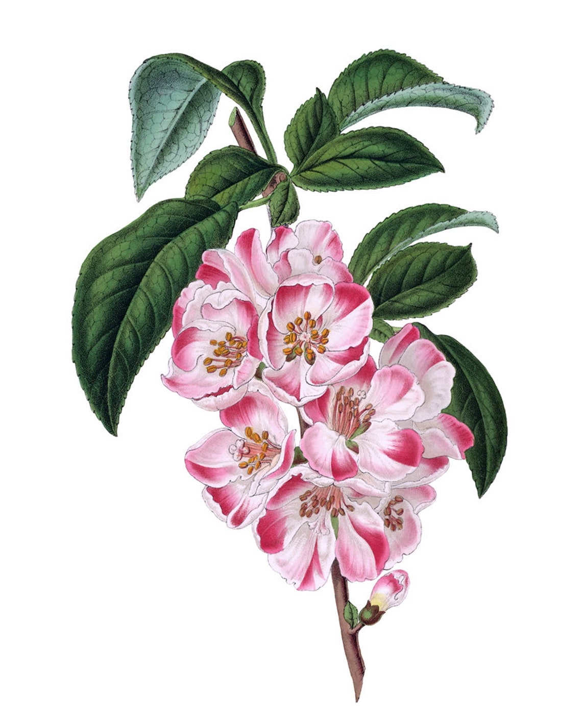 Pink Apple Blossom Branch Vintage Botanical Illustration Poster - Image 2