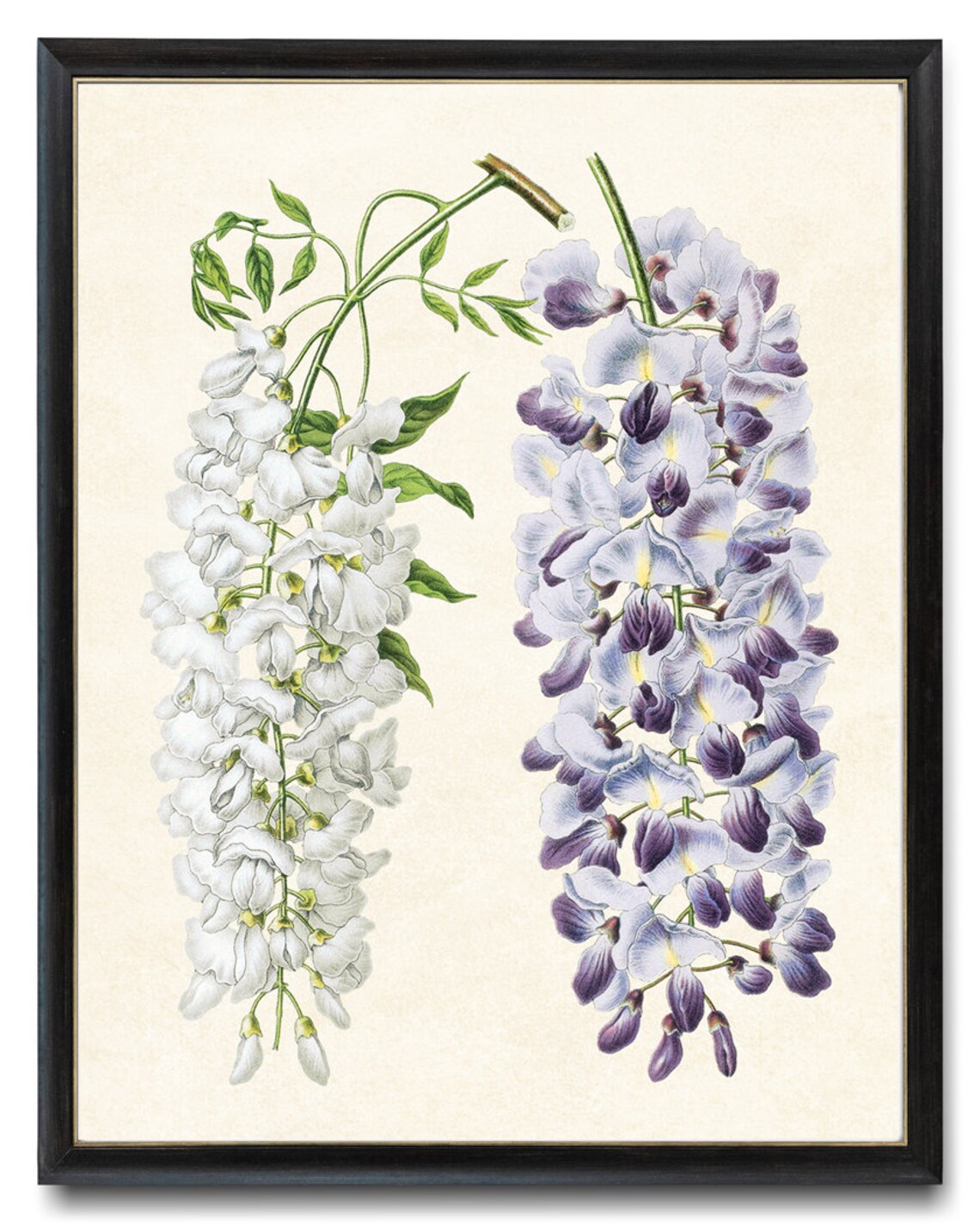 White And Purple Wisteria Vintage Botanical Floral Illustration Poster