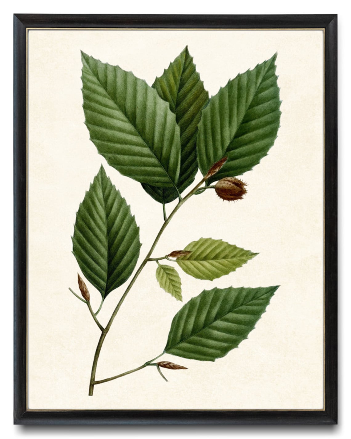 Botanical Print White Beech Tree Leaves, Vintage - Image 4
