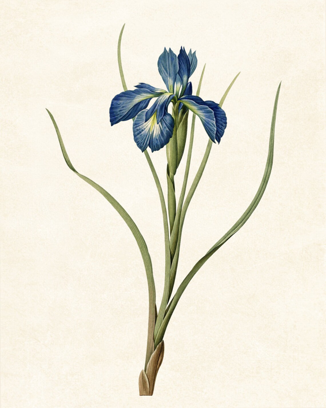 Blue Iris Antique Illustration, Minimal Floral Art Print - Image 3
