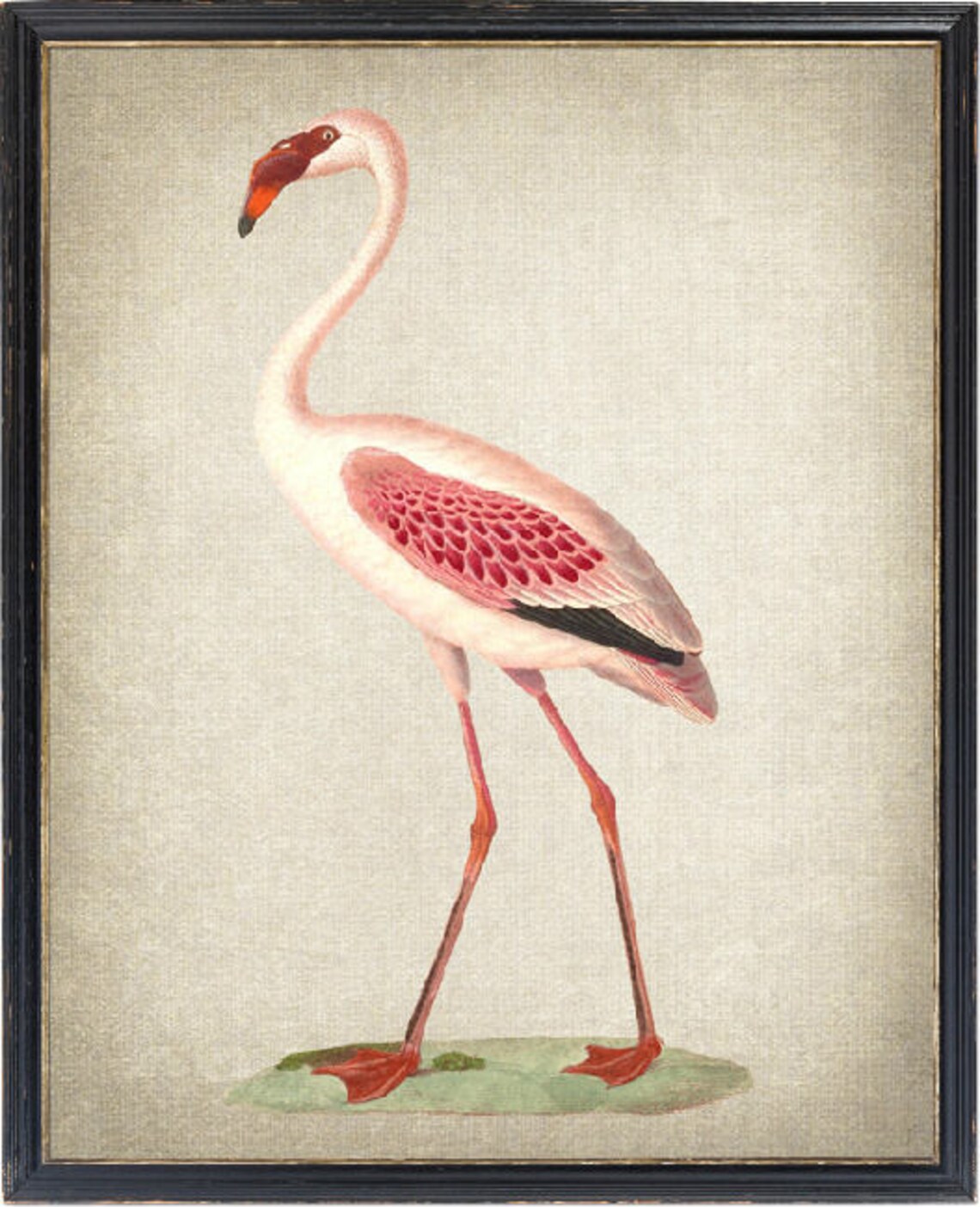 Vintage Flamingo Art Print, Lesser Flamingo Illustration