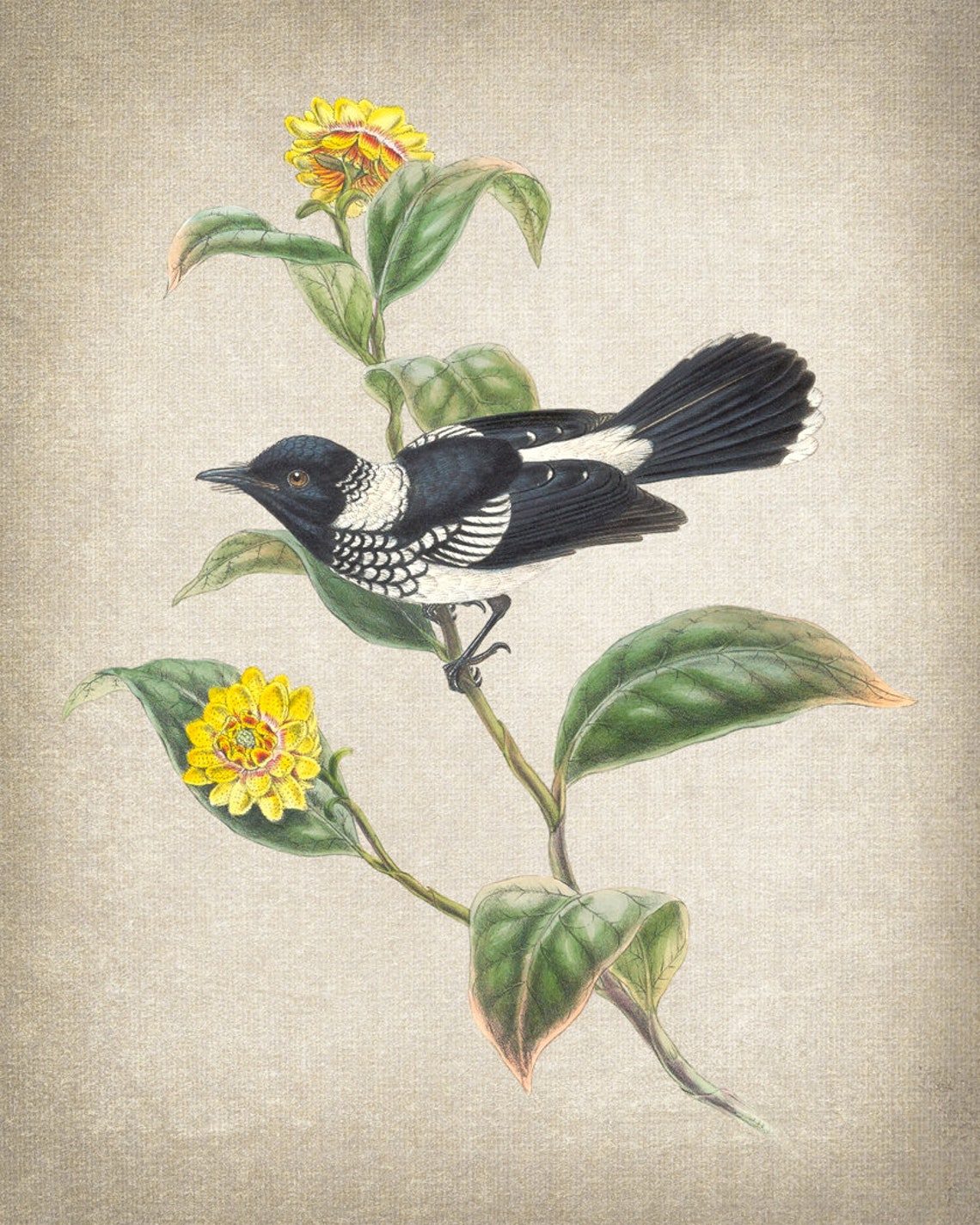 Black and White Flycatcher Bird Classic Antique Ornithology Poster - Image 3