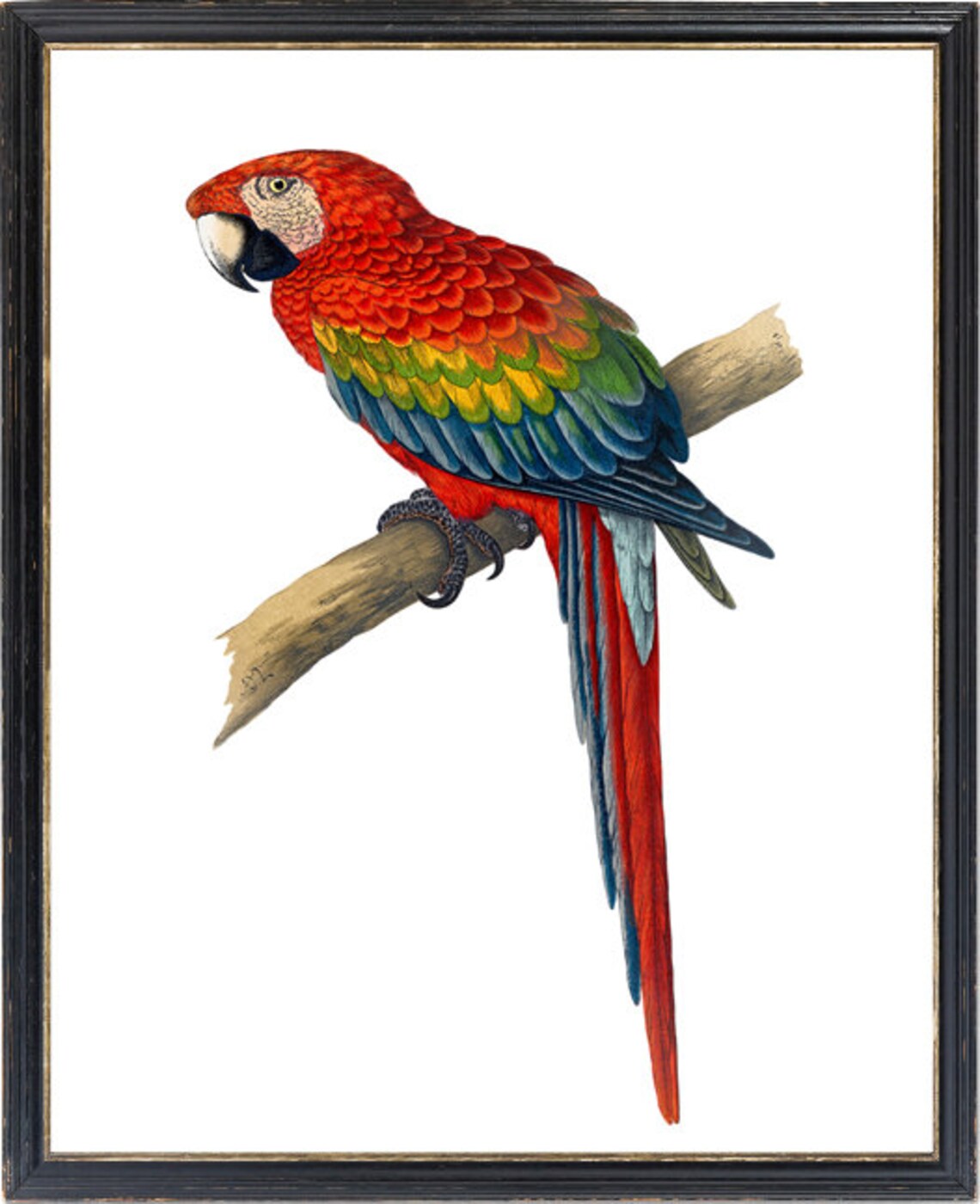 Vintage Red And Blue Macaw Art Print - Image 3