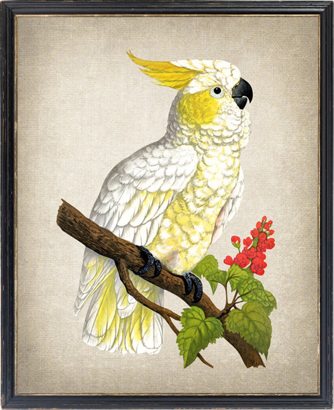 Lemon Crested Cockatoo Vintage Illustration White Parrot Poster