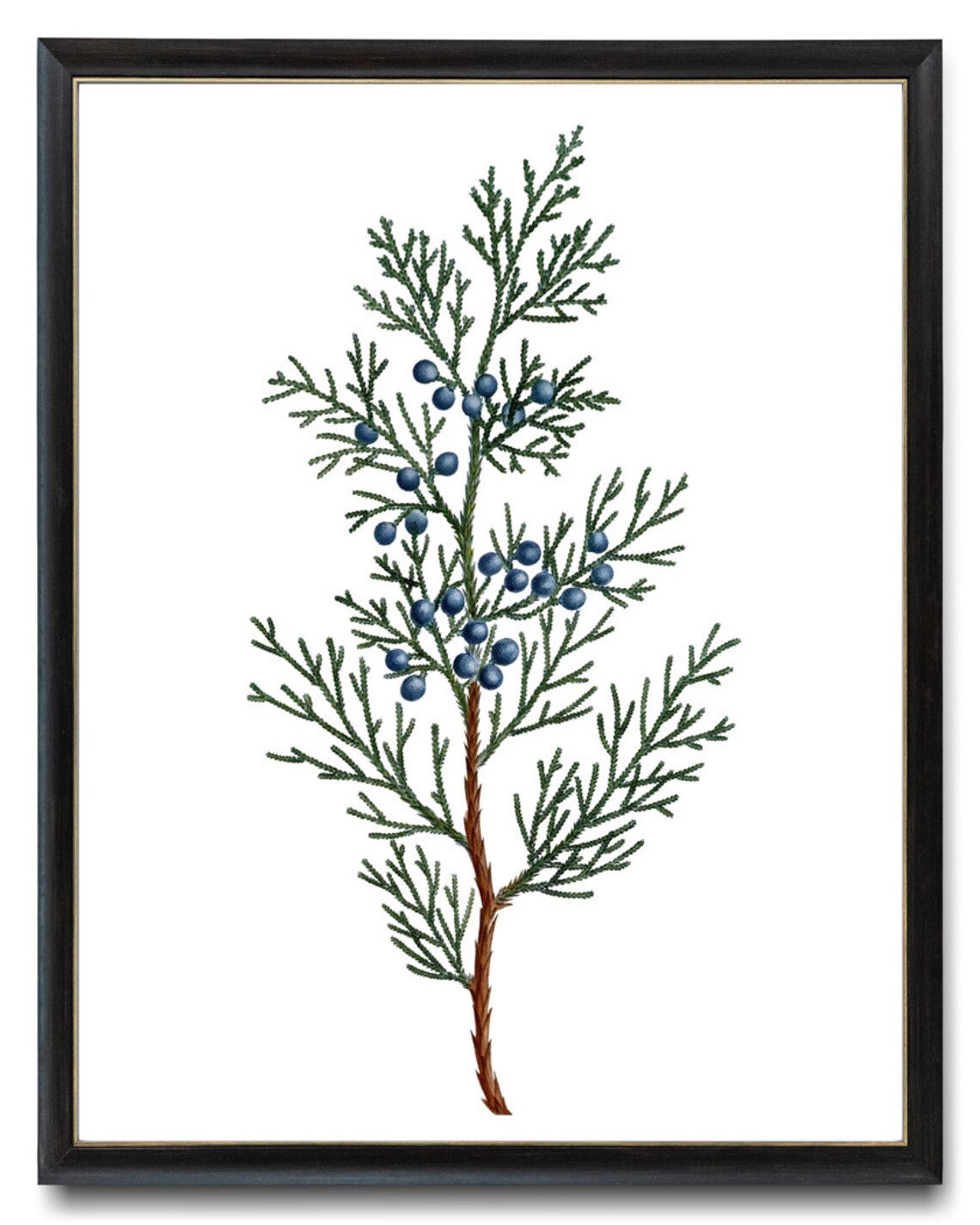 Virginian Juniper Vintage Illustration Art Print - Image 3