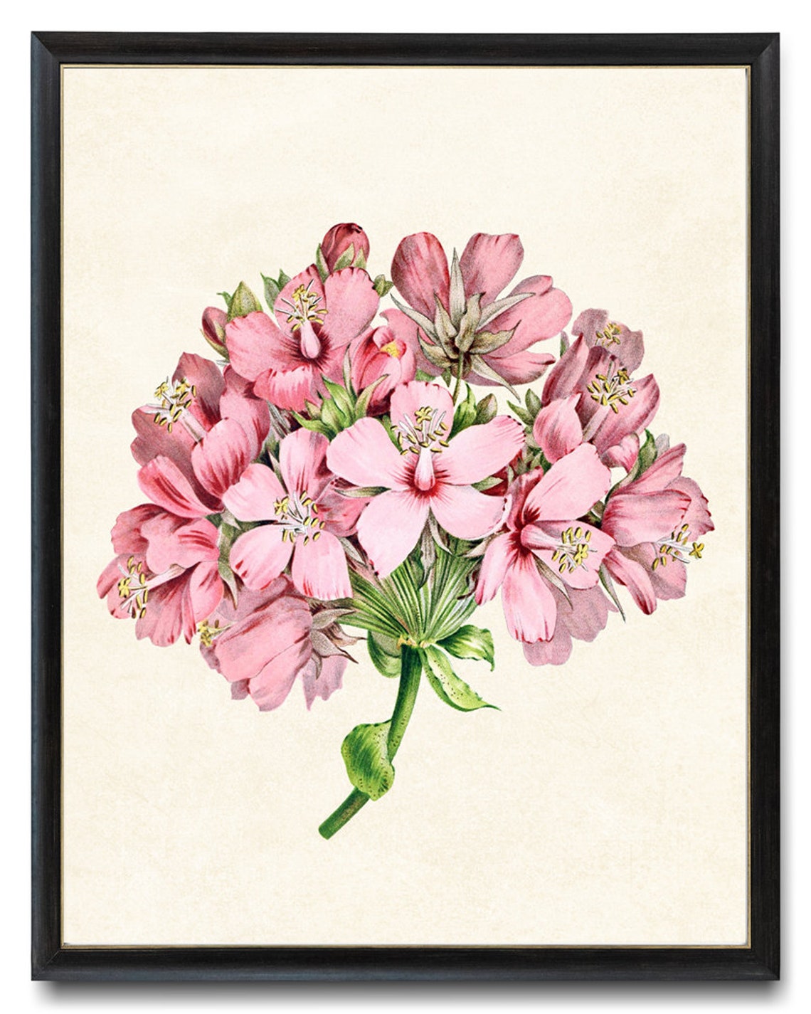 Pink Blossom Cluster Vintage Botanical Flower Illustration Poster