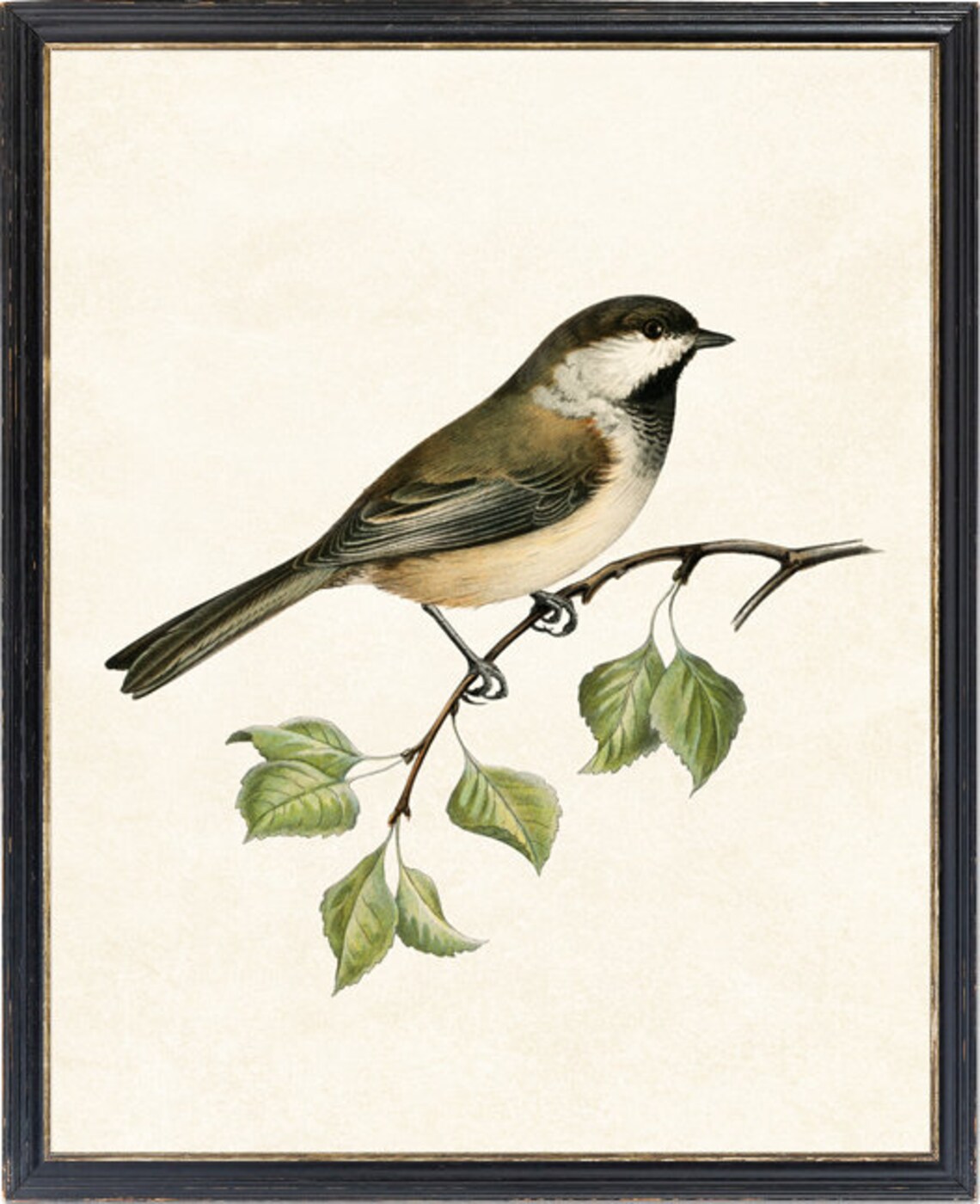 Grey Headed Chickadee Vintage Illustration Art Print - Image 4