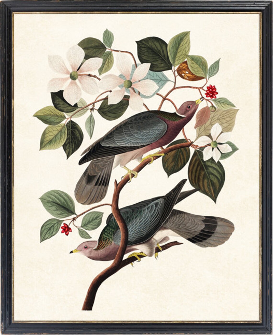 Audubon Bird Print, Vintage Pigeon and Dogwood - Image 4