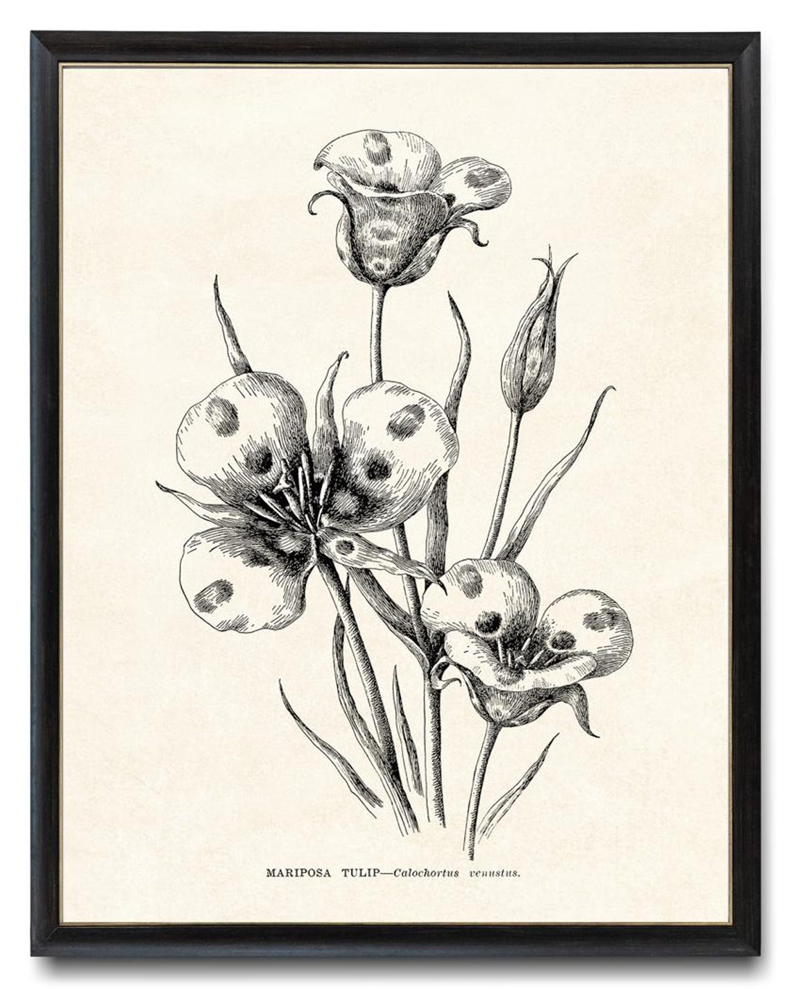 Mariposa Tulip Calochortus Venustus Vintage Botanical Line Poster