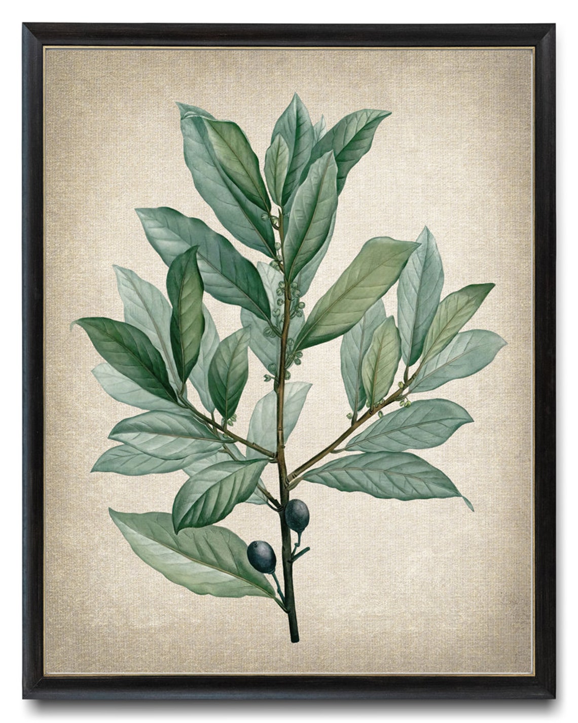 Vintage Bay Laurel Branch Berries Botanical Illustration Poster
