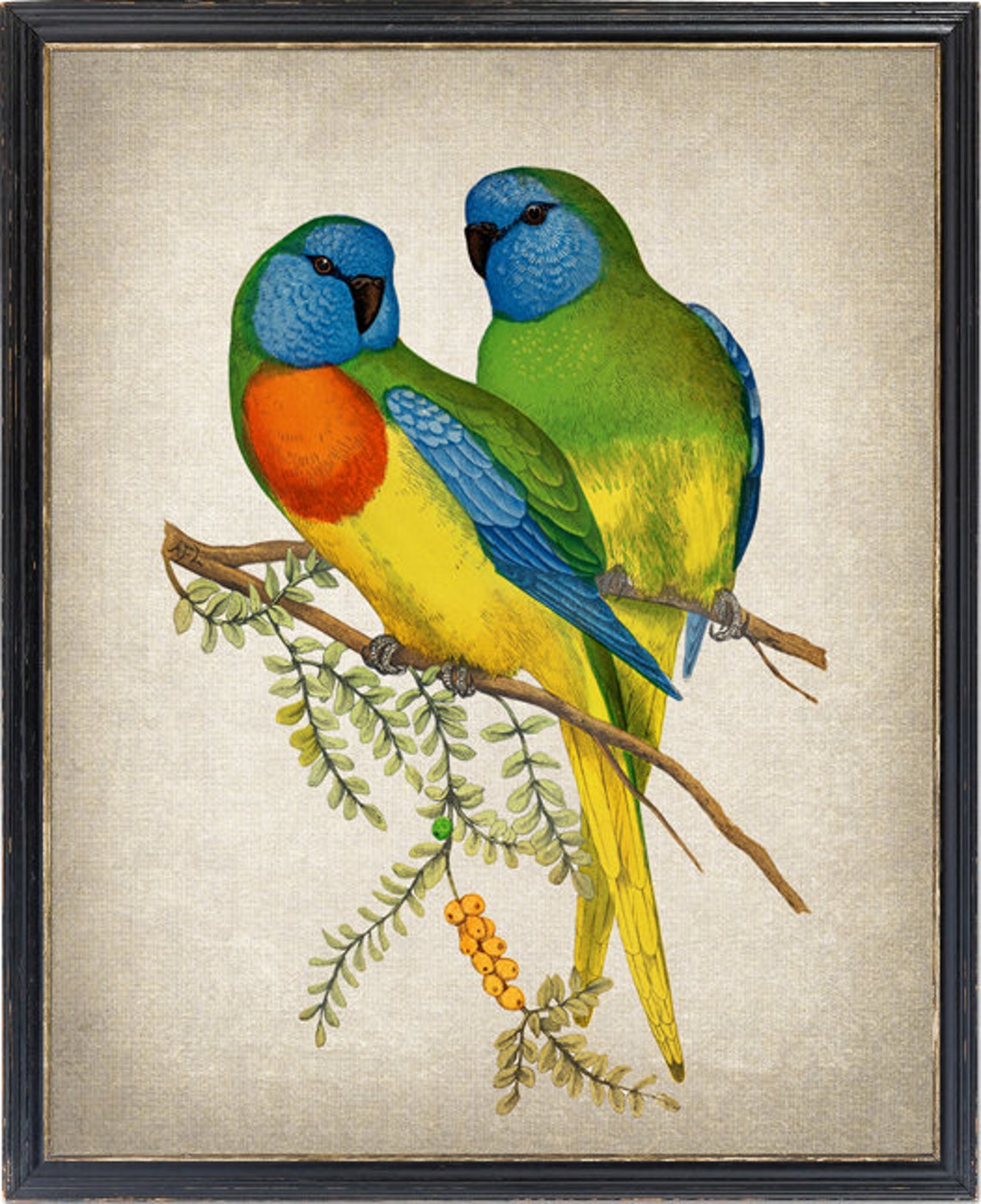 Scarlet Chested Parrot Pair Vintage Bird Illustration Poster