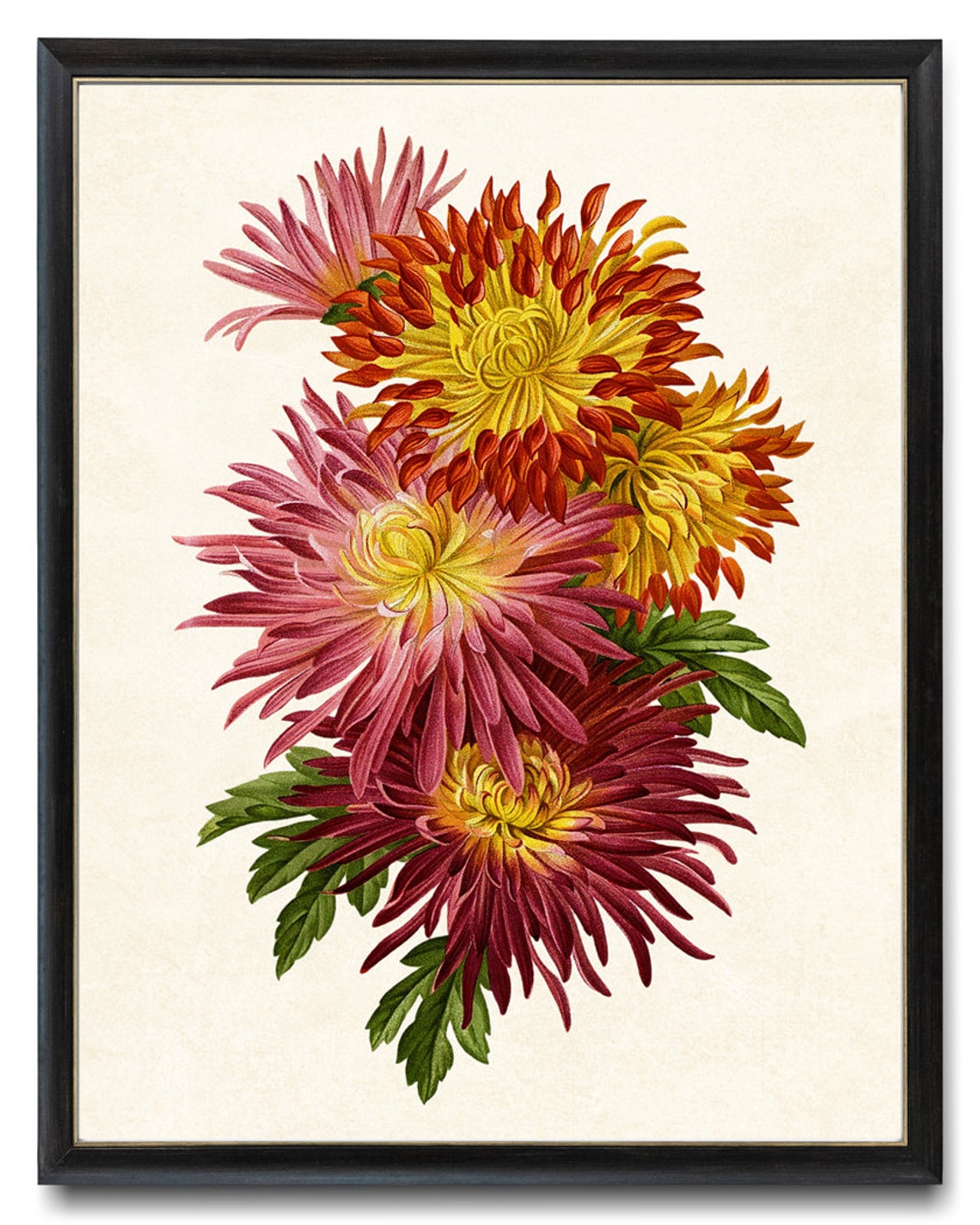 Chrysanthemum Blooms in Red Orange and Pink Vintage Botanical Poster