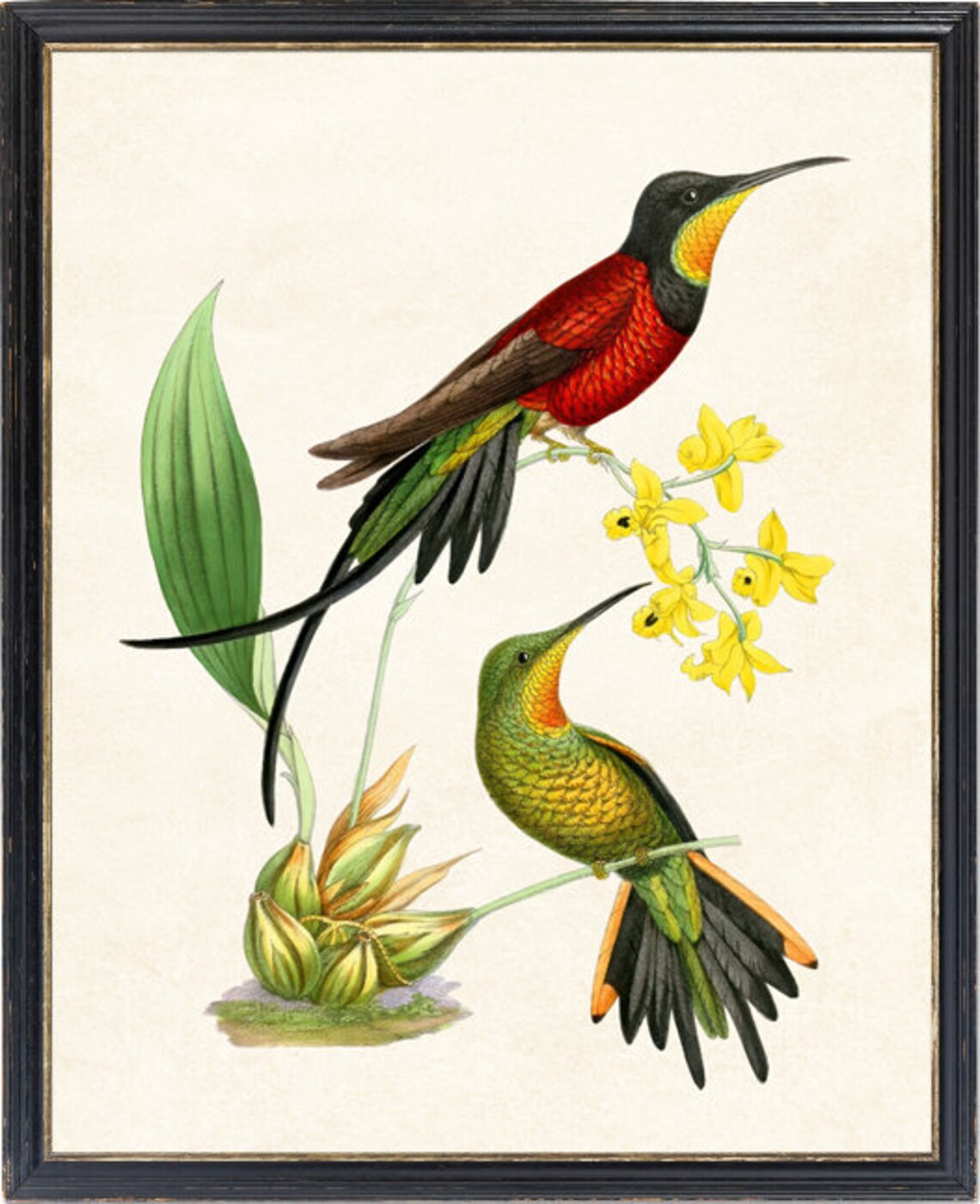 Fiery Topaz Hummingbird Vintage Bird Illustration Art Print - Image 4