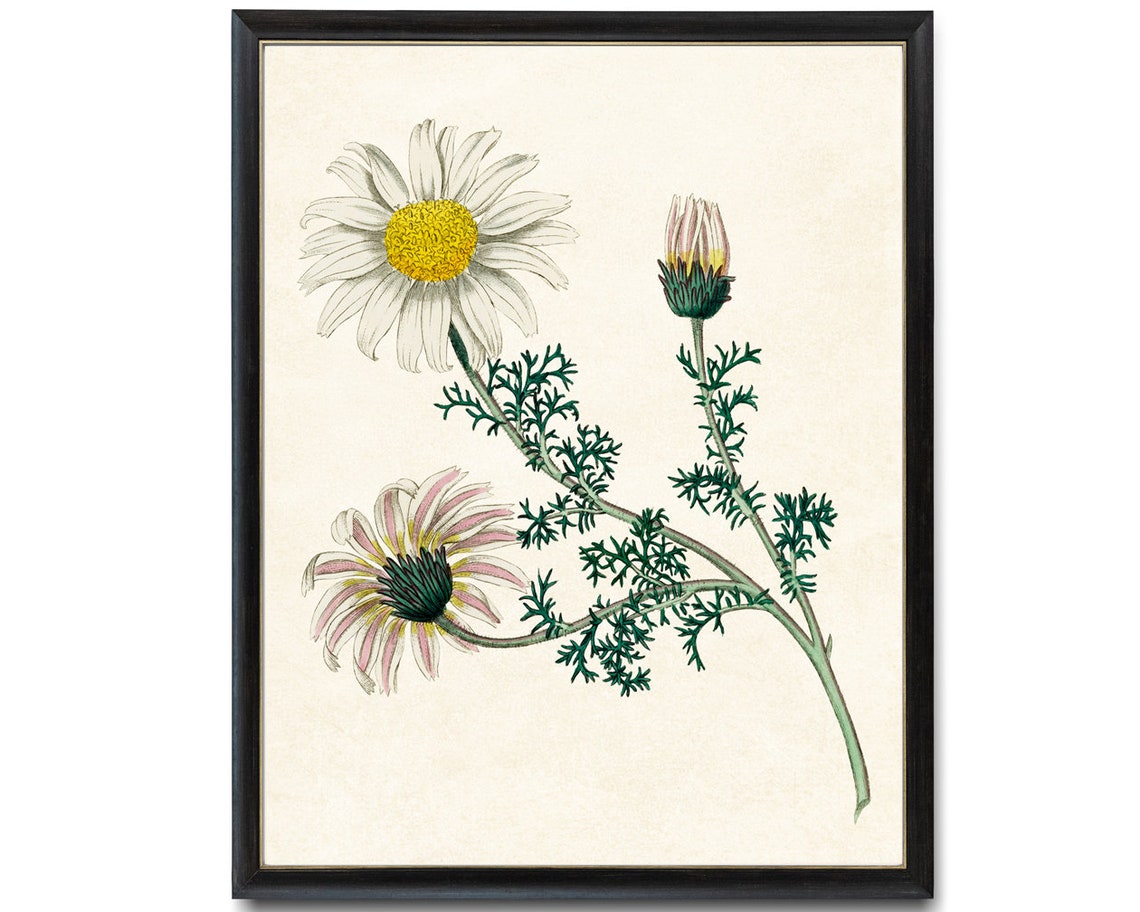 Daisy Botanical Art Print Vintage Flower Illustration Wall Decor