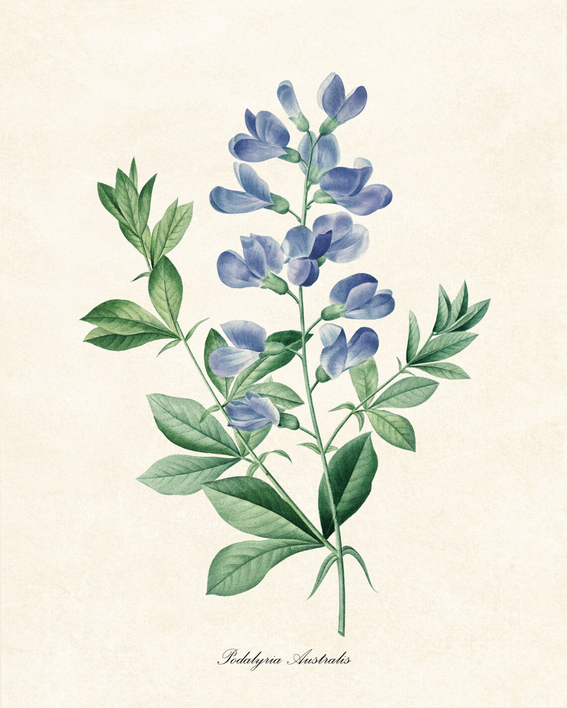 Blue Wild Indigo Flowers, Vintage Botanical Art Print - Image 2