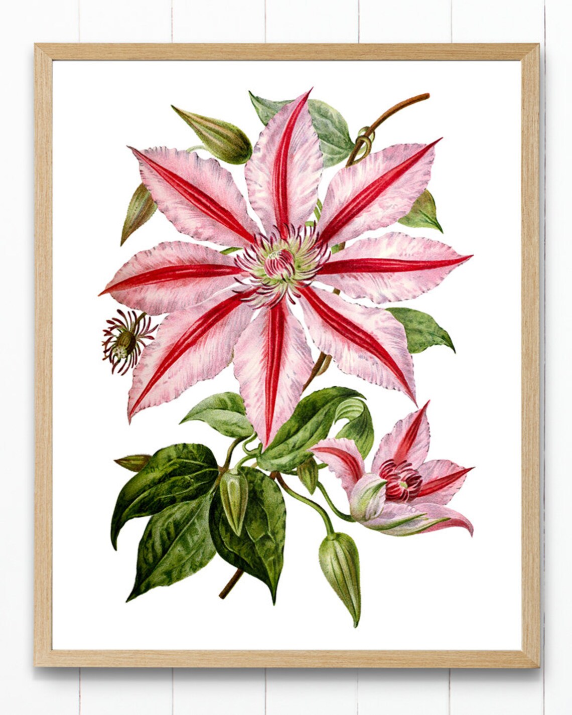 Pink Clematis Vintage Flower Illustration Art Print - Image 3