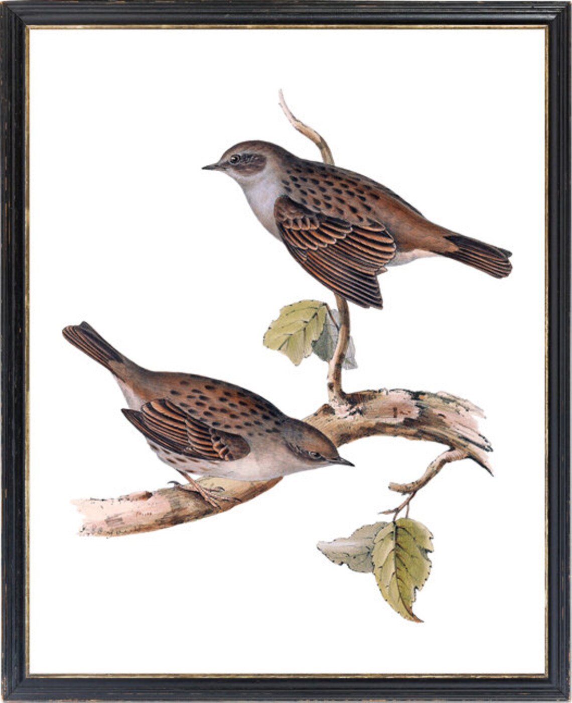 Pair of Spotted Brown Songbirds Vintage Wildlife Bird Art Print - Image 3