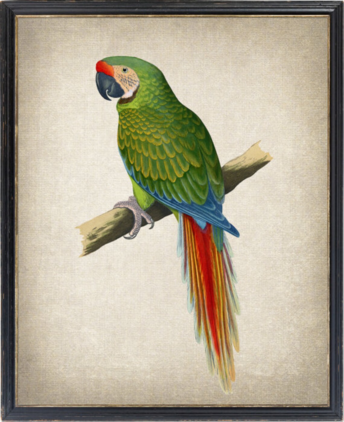 Vintage Military Macaw Art Print, Tropical Bird Illustration