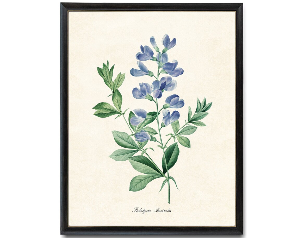 Blue Wild Indigo Flowers, Vintage Botanical Art Print - Image 4