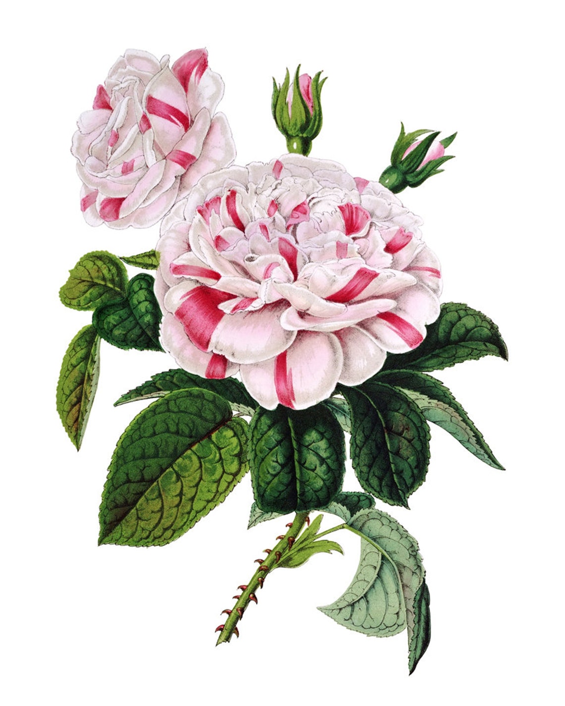 Striped Pink Garden Rose Bloom Vintage Floral Botanical Art Poster - Image 2