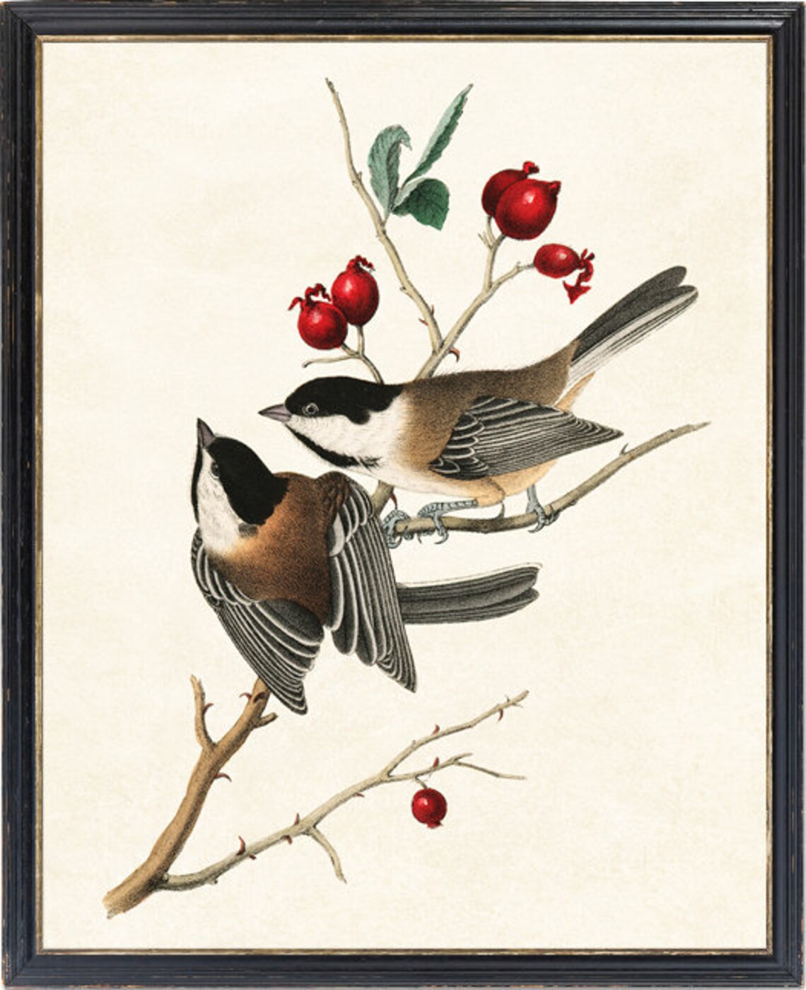 Vintage Bird Illustration Audubon Art Print - Image 2