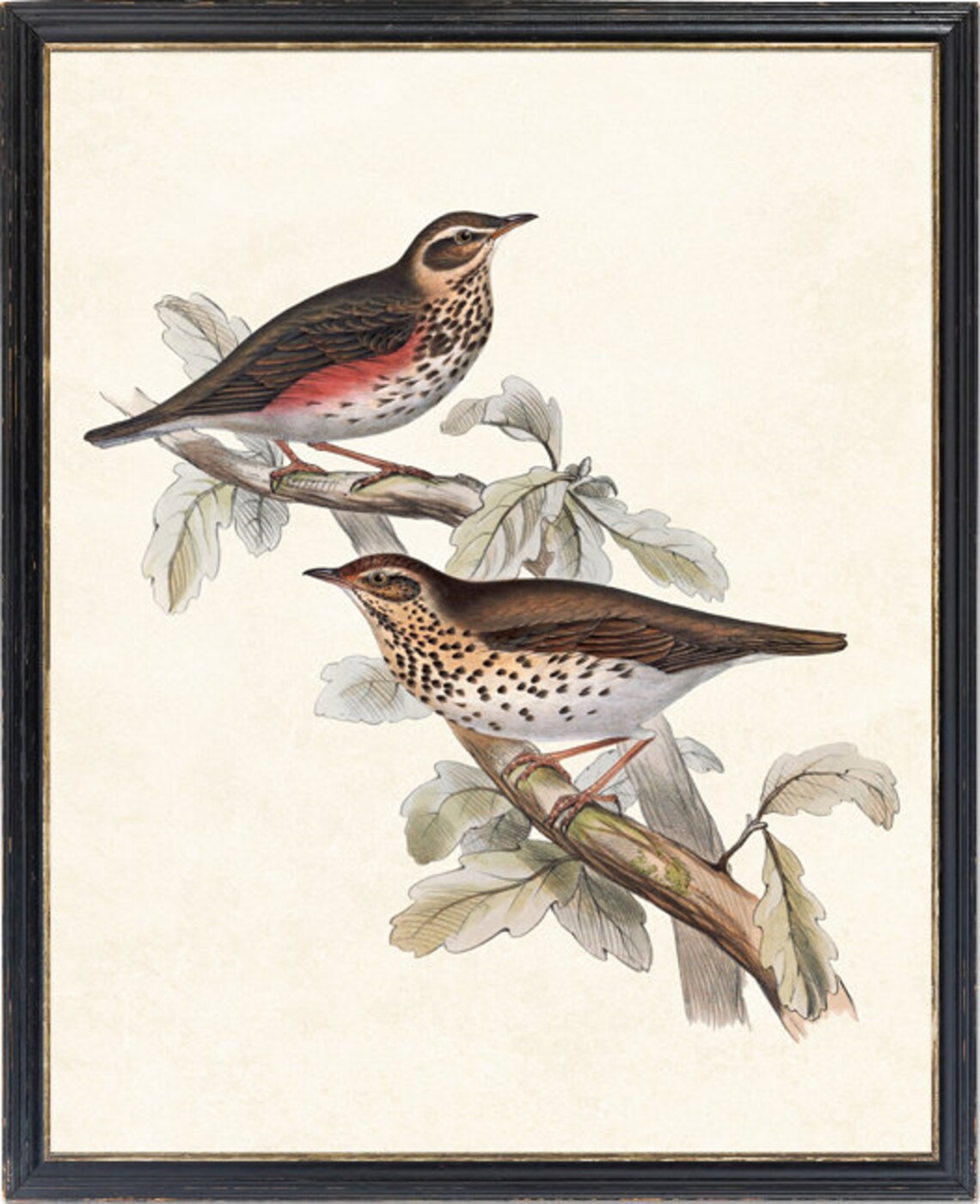 Thrush Birds Vintage Illustration Art Print - Image 2