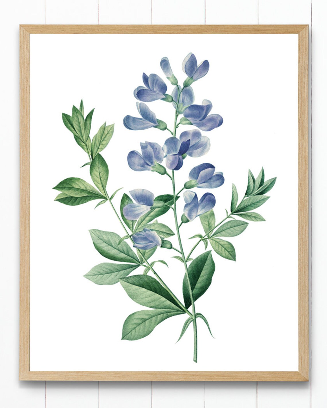 Blue Wild Indigo by P.J. Redoute, Vintage Art Print - Image 2