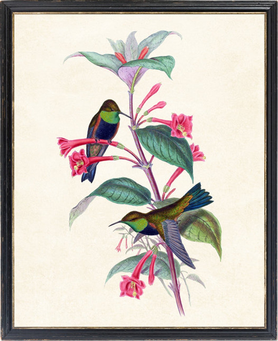 Hummingbird Pair on Red Trumpet Flowers Vintage Illustration Print - Image 4