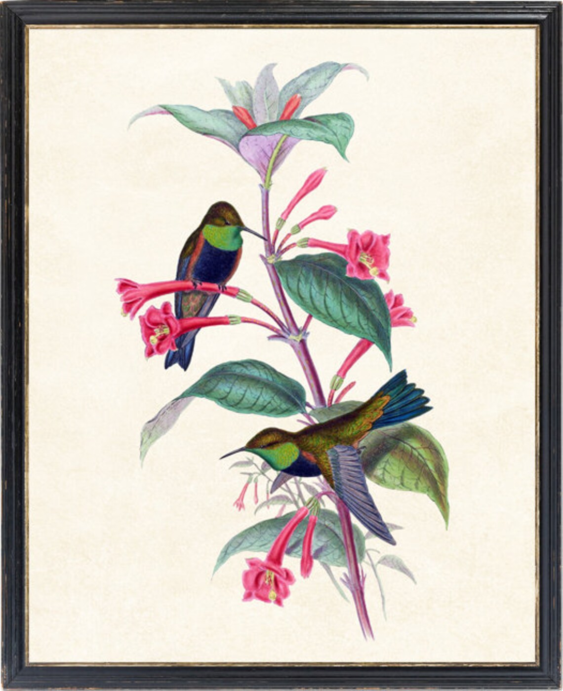 Hummingbirds and Botanical Illustration Art Print - Image 2