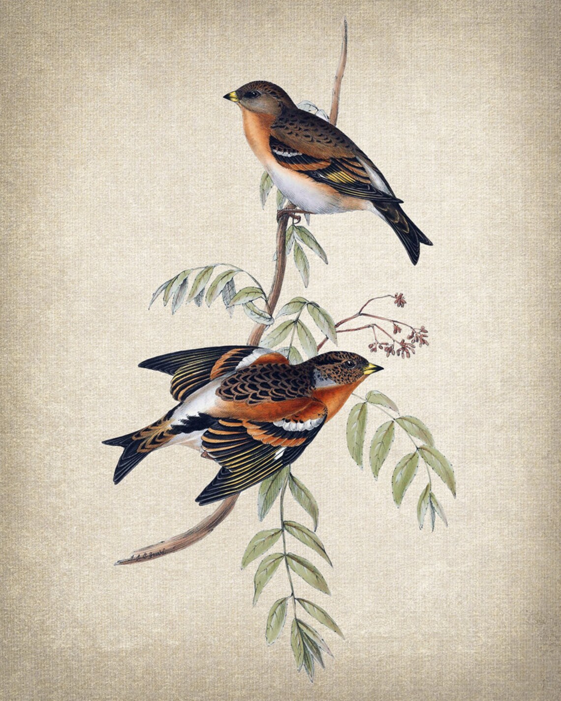 Bramble Finch Vintage Illustration Bird Art Print - Image 2
