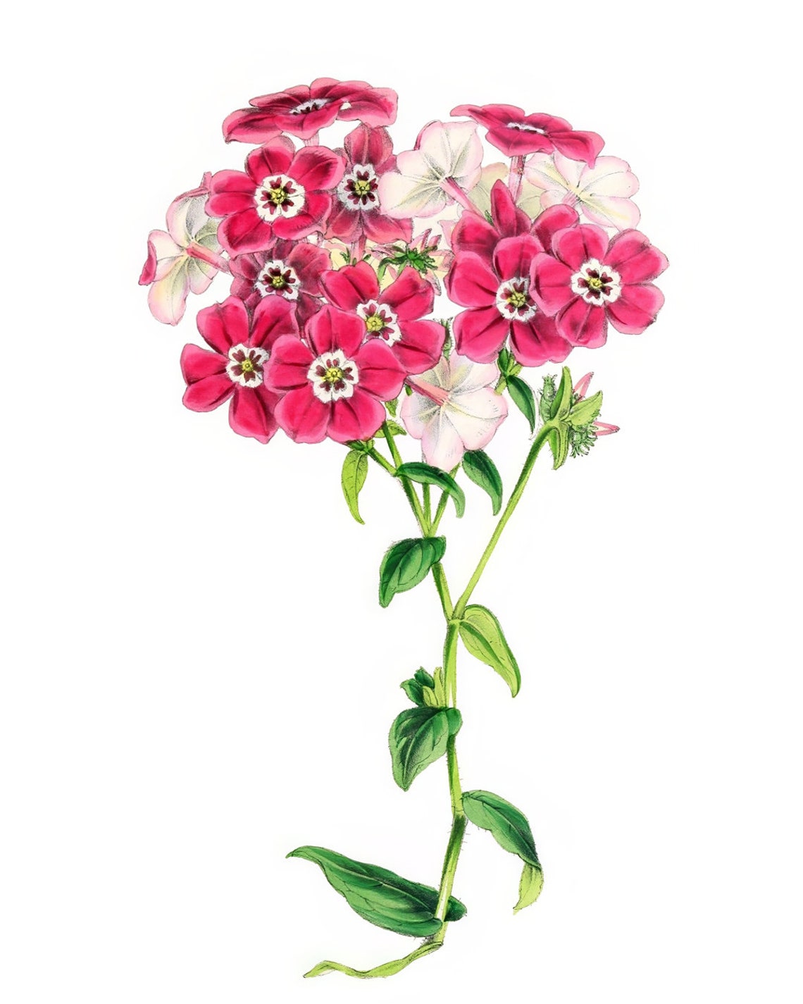 Vintage Pink Phlox Blossom Cluster Botanical Illustration Poster - Image 2