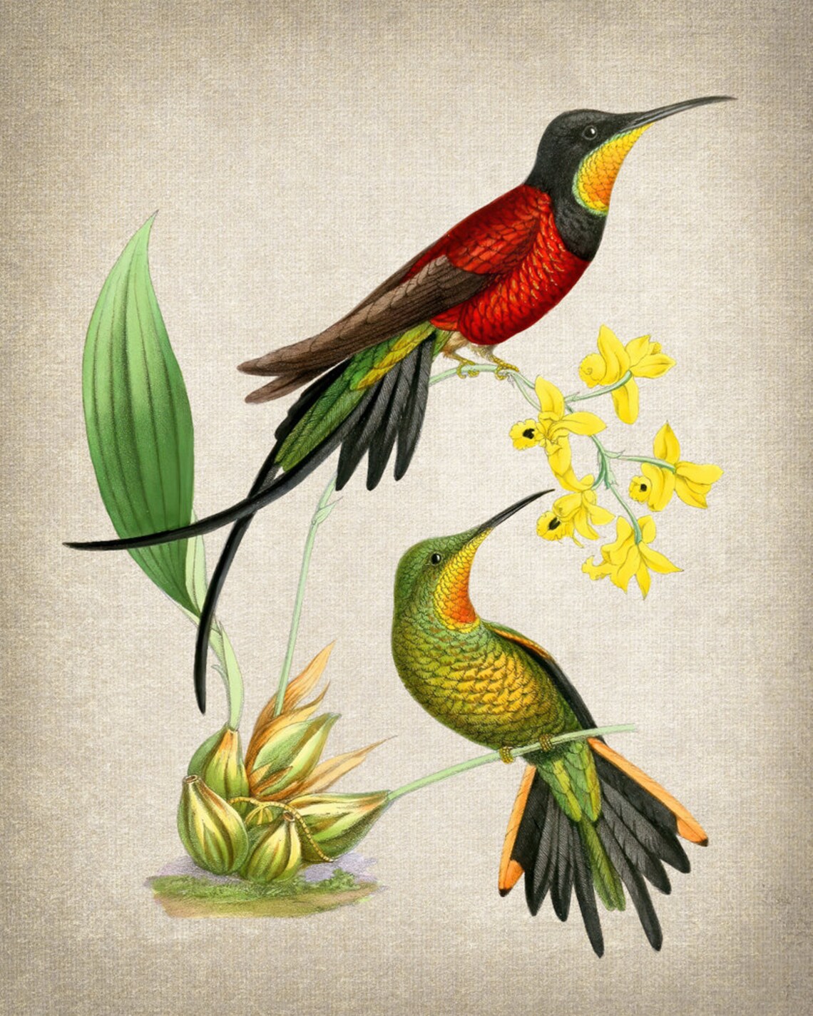 Fiery Topaz Hummingbird Vintage Bird Illustration Art Print - Image 2