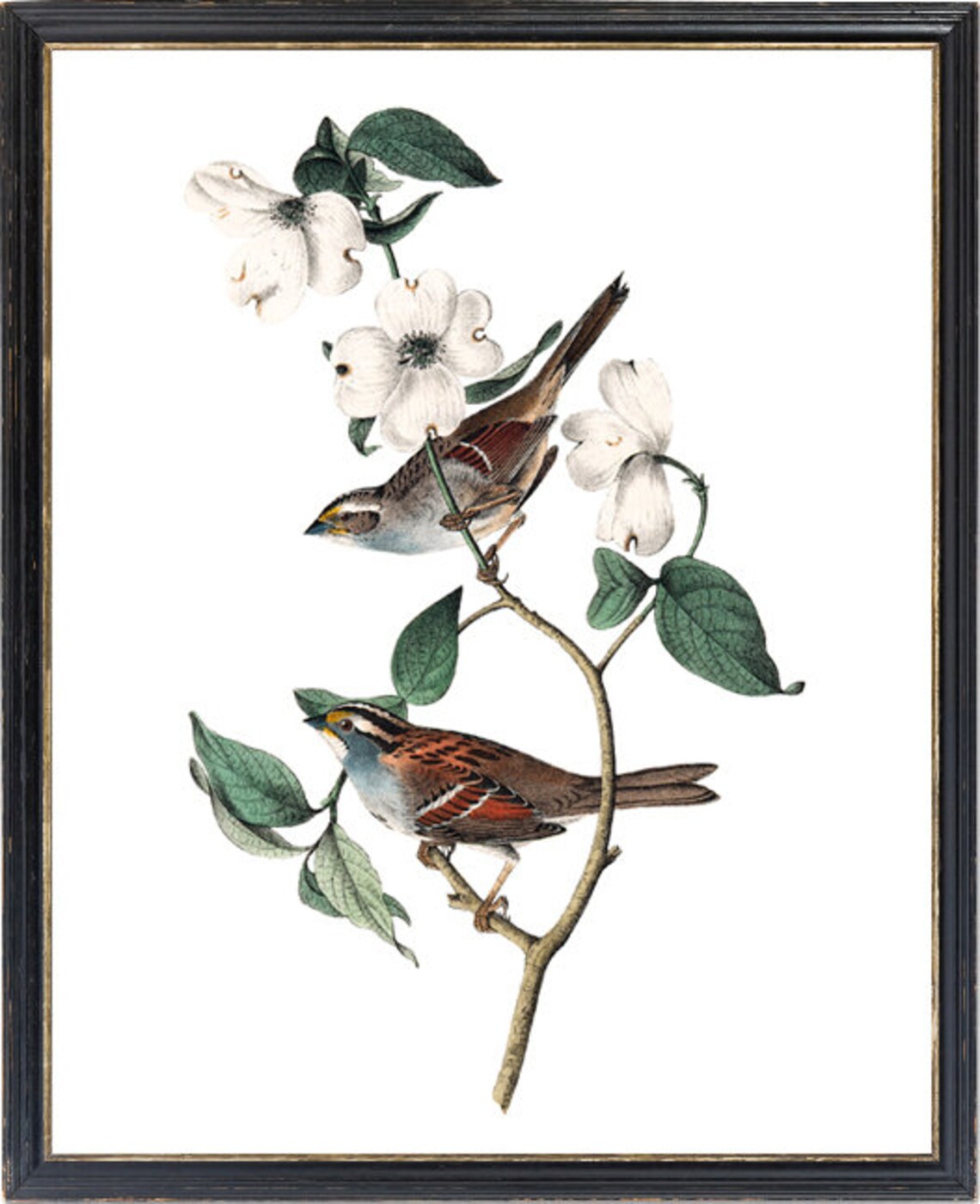 White Throated Sparrow Pair Dogwood Audubon Vintage Art Print - Image 3