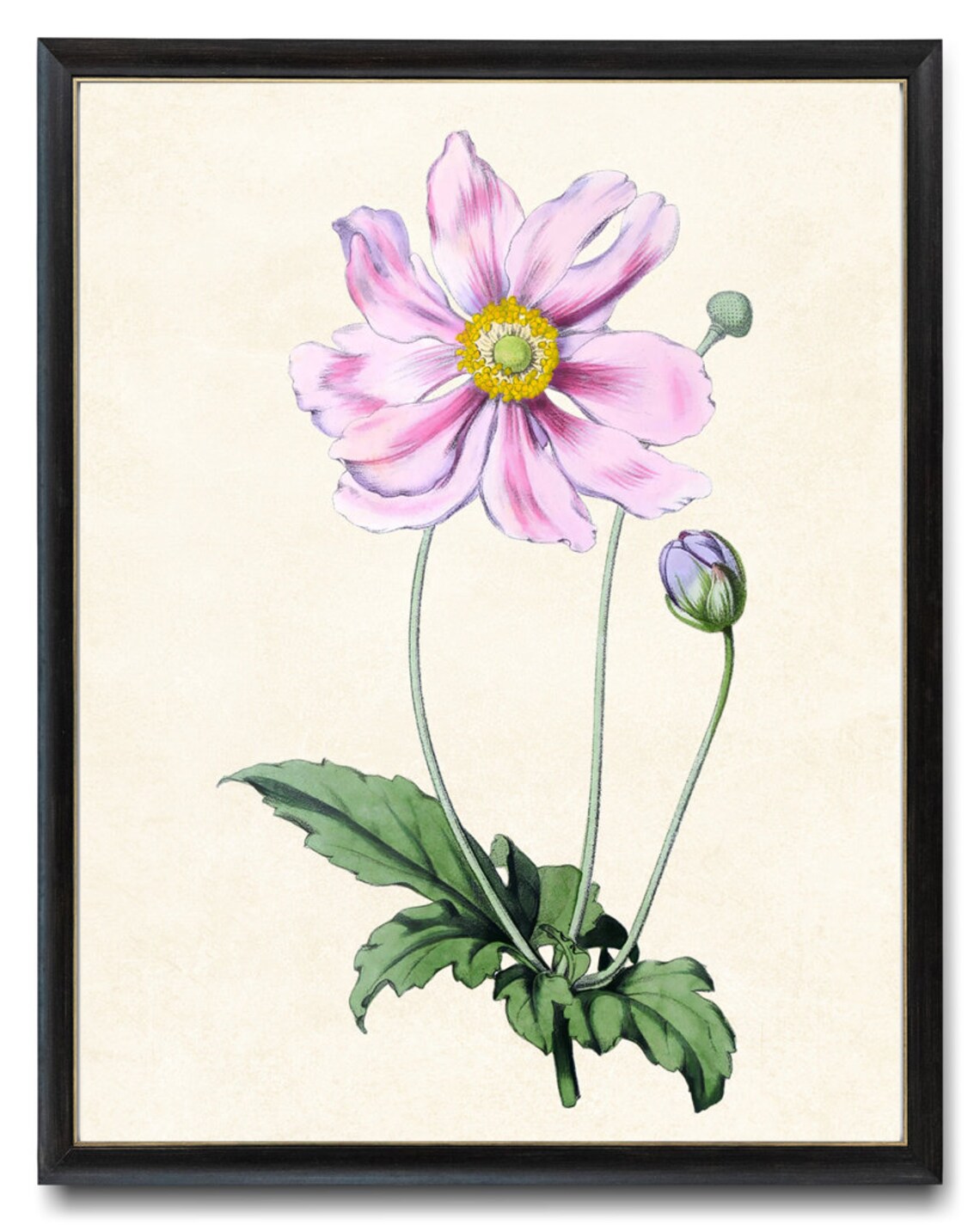 Pink Japanese Anemone Vintage Botanical Illustration Flower Poster
