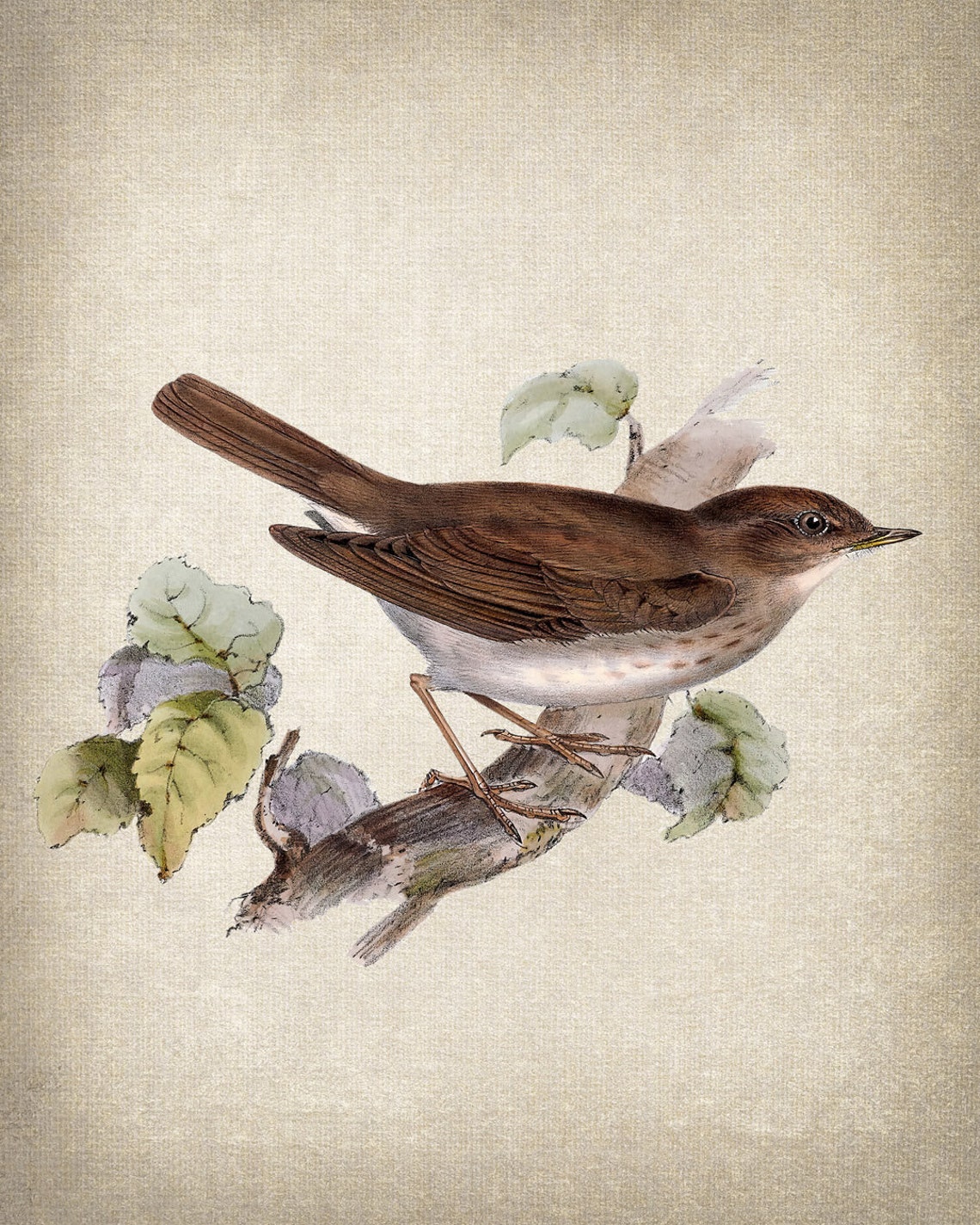 Vintage Brown Thrush Perched Branch Natural History Bird Poster - Image 2