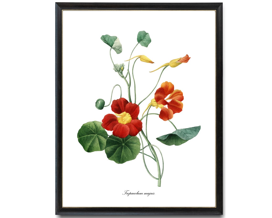 Orange Nasturtium Tropaeolum Majus Vintage Garden Flower Poster