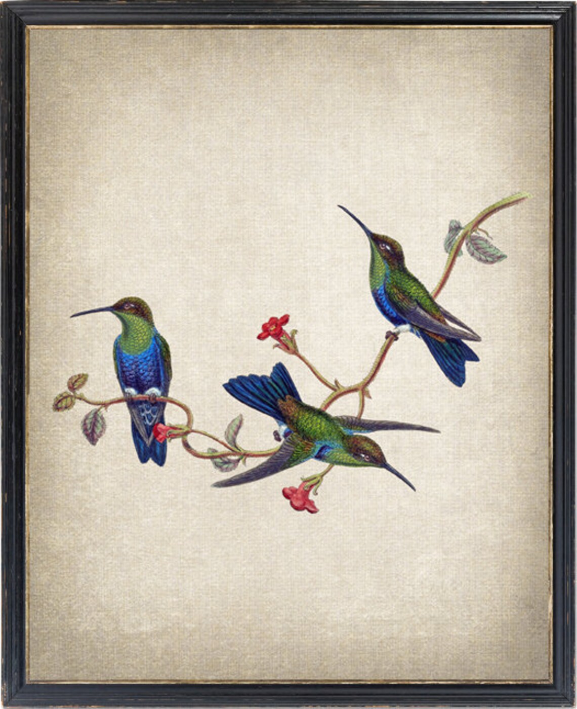 Hummingbird Jelskis Wood Nymph Vintage Bird Art Print