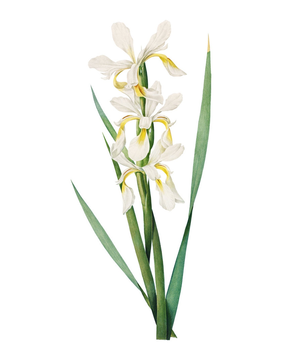 White and Yellow Iris Blossoms Vintage Botanical Flower Poster - Image 3