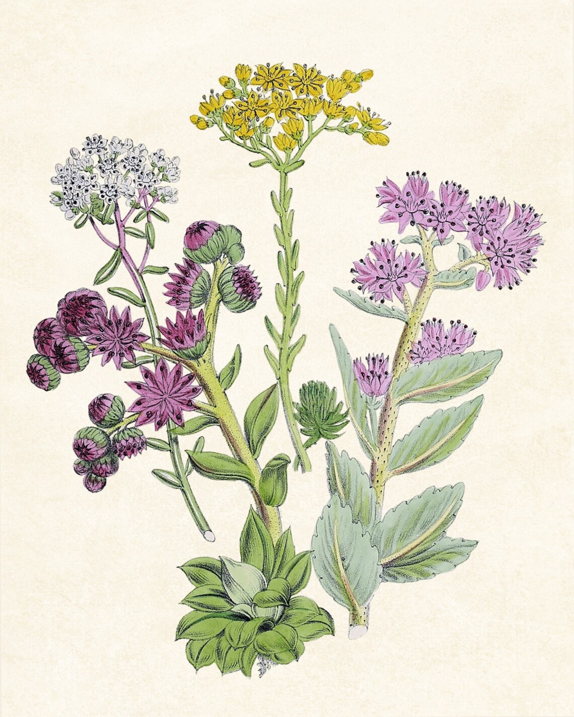 Flowering Succulents Vintage Botanical Art Print - Image 3