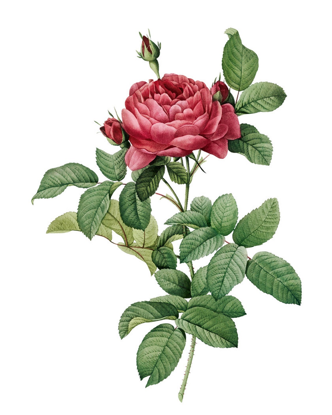 Red Garden Rose Bloom and Bud Vintage Botanical Illustration Poster - Image 2