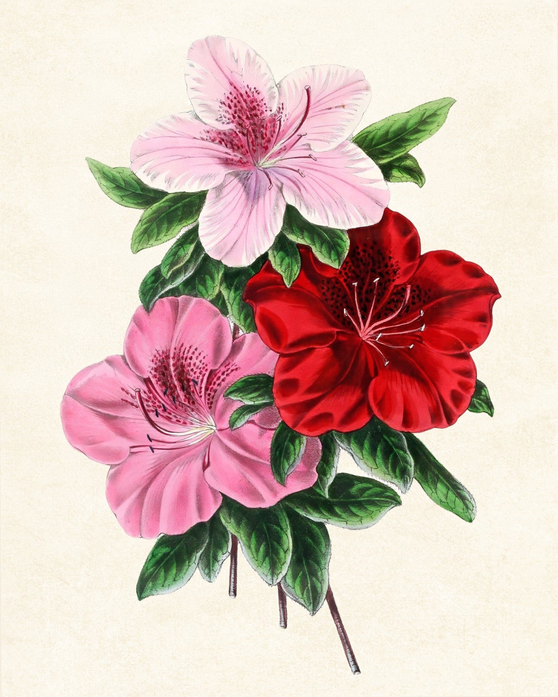 Vintage Pink Red Azalea Blossoms Botanical Illustration Poster - Image 3