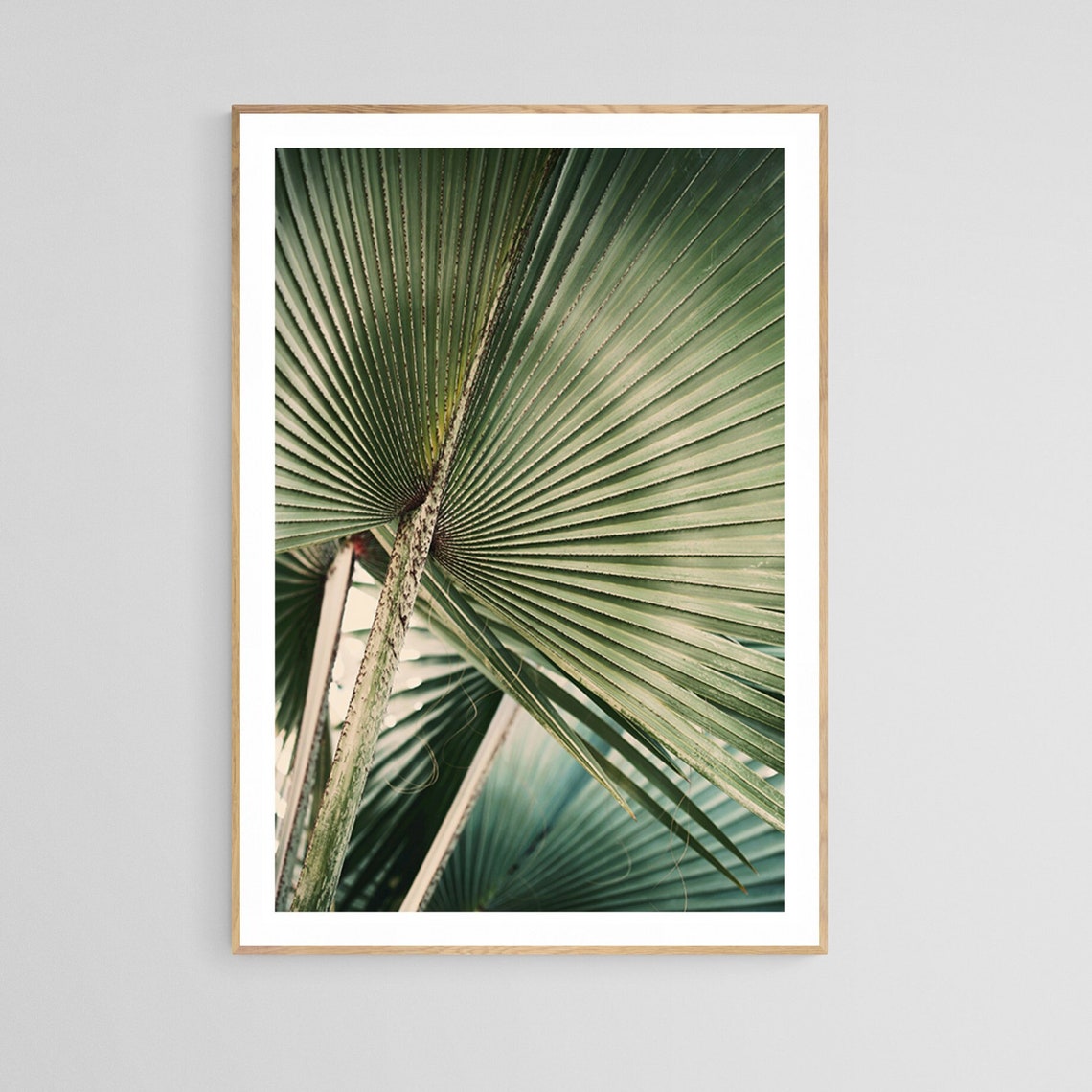 Palm Tree Botanical Art Print, Tropical Photograph