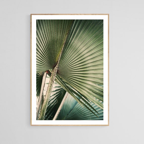 Palm Tree Botanical Art Print, Tropical Photograph