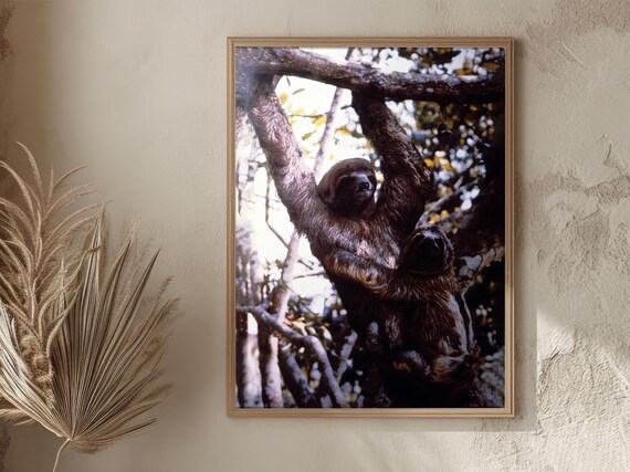 Peru Amazon Sloth Hanging Tree Branch Jungle Wildlife Vintage Poster